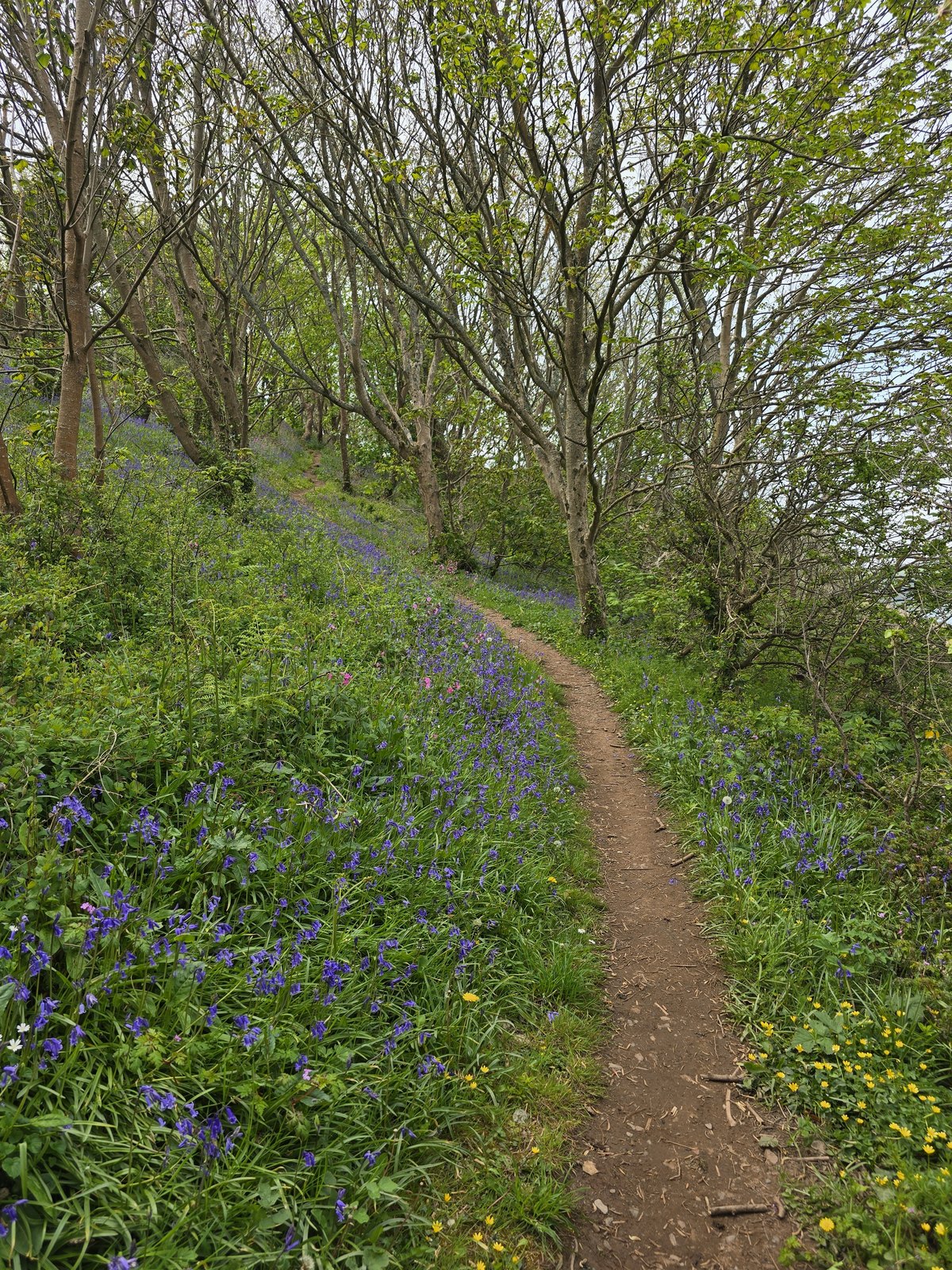 Bluebell woodland path near Gillan Cove